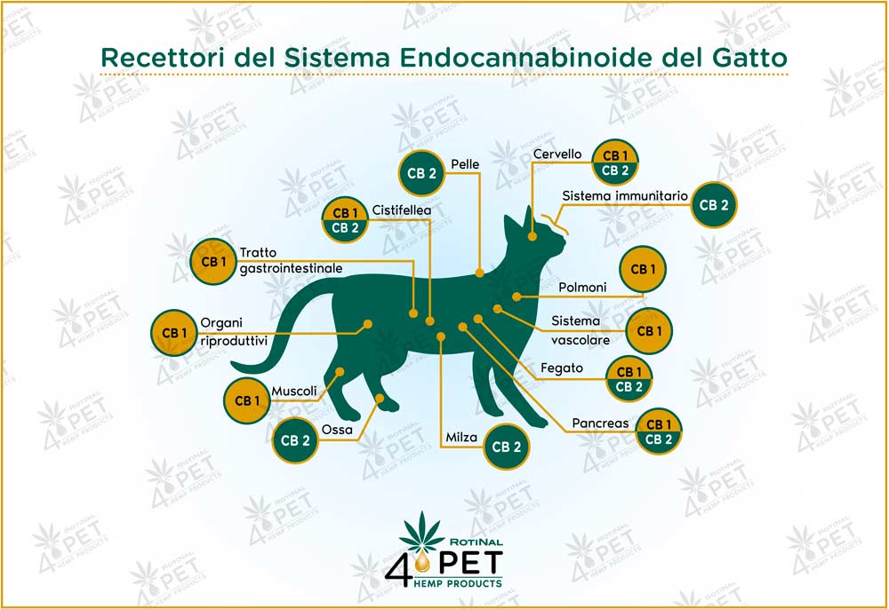 Rotinal sistema endocannabinoide del gatto