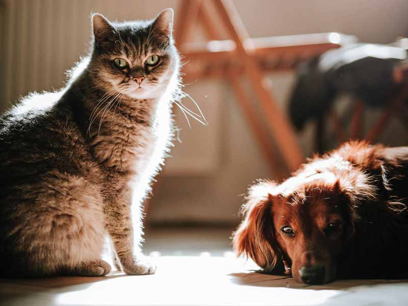 Come potenziare il sistema immunitario del tuo cane o gatto