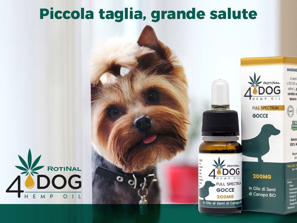 Piccola taglia