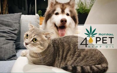 Quale olio di Canapa scegli per il tuo cane o il tuo gatto?